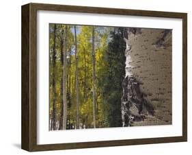 Aspen Trees in Fall, Uncompahgre National Forest, Colorado, USA-Rolf Nussbaumer-Framed Photographic Print