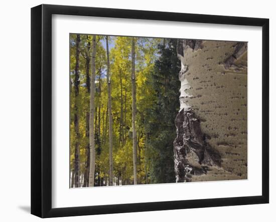 Aspen Trees in Fall, Uncompahgre National Forest, Colorado, USA-Rolf Nussbaumer-Framed Photographic Print