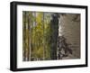 Aspen Trees in Fall, Uncompahgre National Forest, Colorado, USA-Rolf Nussbaumer-Framed Photographic Print