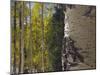 Aspen Trees in Fall, Uncompahgre National Forest, Colorado, USA-Rolf Nussbaumer-Mounted Photographic Print