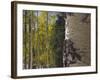 Aspen Trees in Fall, Uncompahgre National Forest, Colorado, USA-Rolf Nussbaumer-Framed Photographic Print