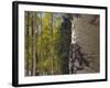 Aspen Trees in Fall, Uncompahgre National Forest, Colorado, USA-Rolf Nussbaumer-Framed Photographic Print