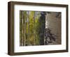 Aspen Trees in Fall, Uncompahgre National Forest, Colorado, USA-Rolf Nussbaumer-Framed Photographic Print