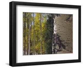 Aspen Trees in Fall, Uncompahgre National Forest, Colorado, USA-Rolf Nussbaumer-Framed Photographic Print