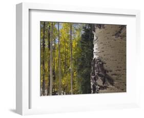 Aspen Trees in Fall, Uncompahgre National Forest, Colorado, USA-Rolf Nussbaumer-Framed Photographic Print