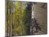 Aspen Trees in Fall, Uncompahgre National Forest, Colorado, USA-Rolf Nussbaumer-Mounted Photographic Print