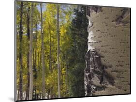 Aspen Trees in Fall, Uncompahgre National Forest, Colorado, USA-Rolf Nussbaumer-Mounted Photographic Print