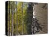 Aspen Trees in Fall, Uncompahgre National Forest, Colorado, USA-Rolf Nussbaumer-Stretched Canvas