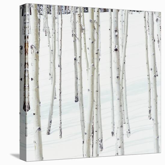 Aspen Trees in Snow-Micha Pawlitzki-Stretched Canvas