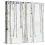 Aspen Trees in Snow-Micha Pawlitzki-Stretched Canvas