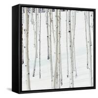 Aspen Trees in Snow-Micha Pawlitzki-Framed Stretched Canvas