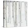 Aspen Trees in Snow-Micha Pawlitzki-Stretched Canvas