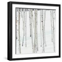 Aspen Trees in Snow-Micha Pawlitzki-Framed Premium Photographic Print