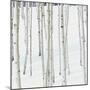 Aspen Trees in Snow-Micha Pawlitzki-Mounted Premium Photographic Print