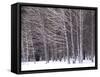 Aspen Trees in Snow-Steve Terrill-Framed Stretched Canvas