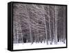 Aspen Trees in Snow-Steve Terrill-Framed Stretched Canvas
