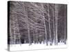 Aspen Trees in Snow-Steve Terrill-Stretched Canvas