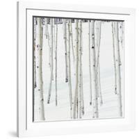 Aspen Trees in Snow-Micha Pawlitzki-Framed Photographic Print