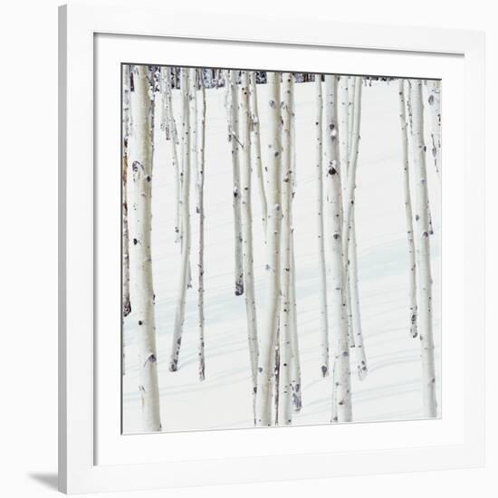 Aspen Trees in Snow-Micha Pawlitzki-Framed Photographic Print