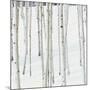 Aspen Trees in Snow-Micha Pawlitzki-Mounted Photographic Print