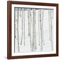 Aspen Trees in Snow-Micha Pawlitzki-Framed Photographic Print