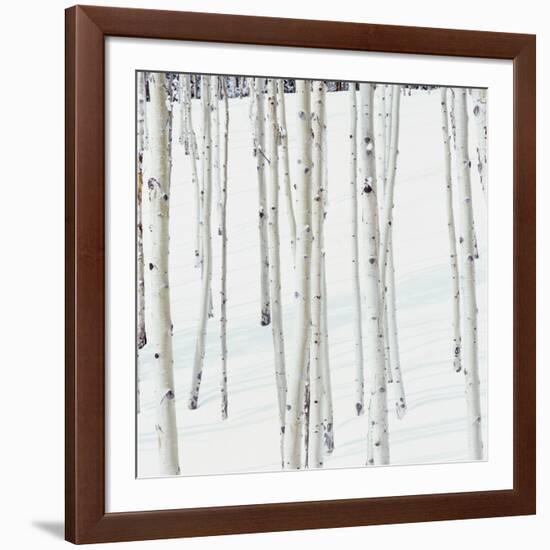 Aspen Trees in Snow-Micha Pawlitzki-Framed Photographic Print