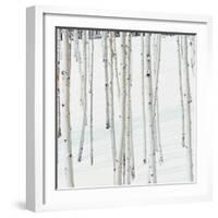 Aspen Trees in Snow-Micha Pawlitzki-Framed Photographic Print