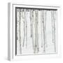 Aspen Trees in Snow-Micha Pawlitzki-Framed Photographic Print