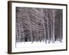 Aspen Trees in Snow-Steve Terrill-Framed Photographic Print