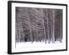 Aspen Trees in Snow-Steve Terrill-Framed Photographic Print