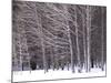 Aspen Trees in Snow-Steve Terrill-Mounted Photographic Print