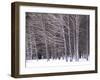 Aspen Trees in Snow-Steve Terrill-Framed Photographic Print