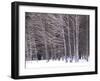 Aspen Trees in Snow-Steve Terrill-Framed Photographic Print