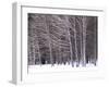 Aspen Trees in Snow-Steve Terrill-Framed Photographic Print