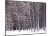 Aspen Trees in Snow-Steve Terrill-Mounted Photographic Print