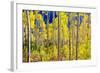 Aspen Trees in the Fall, Aspen, Colorado, United States of America, North America-Laura Grier-Framed Photographic Print