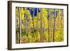 Aspen Trees in the Fall, Aspen, Colorado, United States of America, North America-Laura Grier-Framed Photographic Print