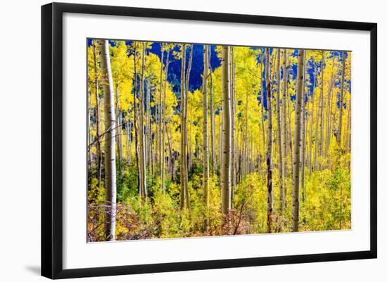 Aspen Trees in the Fall, Aspen, Colorado, United States of America, North America-Laura Grier-Framed Photographic Print