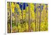 Aspen Trees in the Fall, Aspen, Colorado, United States of America, North America-Laura Grier-Framed Photographic Print