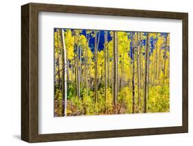 Aspen Trees in the Fall, Aspen, Colorado, United States of America, North America-Laura Grier-Framed Photographic Print