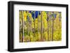 Aspen Trees in the Fall, Aspen, Colorado, United States of America, North America-Laura Grier-Framed Photographic Print