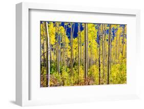 Aspen Trees in the Fall, Aspen, Colorado, United States of America, North America-Laura Grier-Framed Photographic Print