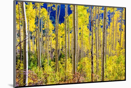 Aspen Trees in the Fall, Aspen, Colorado, United States of America, North America-Laura Grier-Mounted Photographic Print