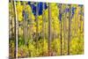 Aspen Trees in the Fall, Aspen, Colorado, United States of America, North America-Laura Grier-Mounted Premium Photographic Print