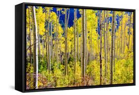 Aspen Trees in the Fall, Aspen, Colorado, United States of America, North America-Laura Grier-Framed Stretched Canvas