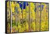 Aspen Trees in the Fall, Aspen, Colorado, United States of America, North America-Laura Grier-Framed Stretched Canvas