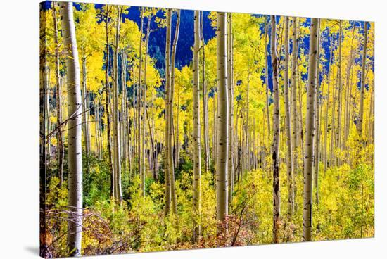 Aspen Trees in the Fall, Aspen, Colorado, United States of America, North America-Laura Grier-Stretched Canvas