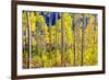 Aspen Trees in the Fall, Aspen, Colorado, United States of America, North America-Laura Grier-Framed Photographic Print