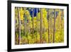 Aspen Trees in the Fall, Aspen, Colorado, United States of America, North America-Laura Grier-Framed Photographic Print