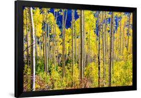 Aspen Trees in the Fall, Aspen, Colorado, United States of America, North America-Laura Grier-Framed Photographic Print